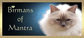 www.heiligebirmakatze.de
